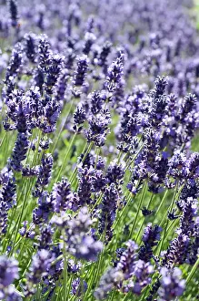 Aromatherapy: Lavender, Lavandula angustifolia, Side view of a