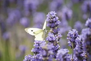 Cooperation: Lavender, Lavandula augustifolia. Spikes of small