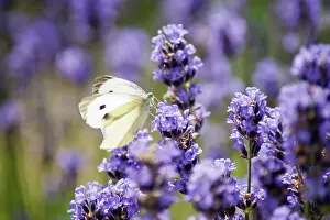 Cooperation: Lavender, Lavandula augustifolia. Spikes of small