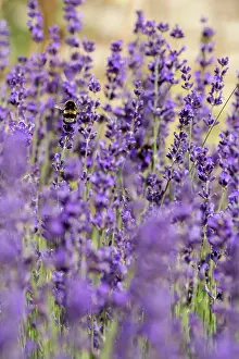 Aromatherapy: Lavender, Lavandula cultivar, Purple subject