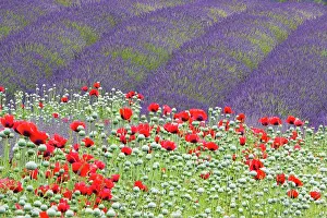 Foreground: Lavender (Lavandula) fields and Poppies