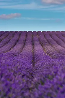 Aromatic: Lavender (Lavandula), Flowers in a Field, Garden
