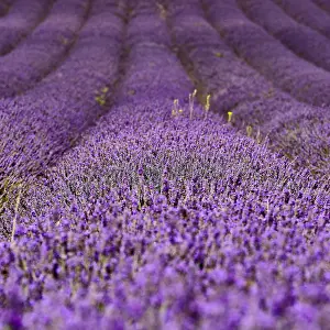 Aromatic: Lavender (Lavandula), Flowers in a Field, Garden