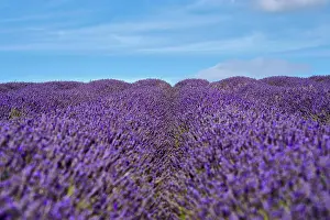 Aromatic: Lavender (Lavandula), Flowers in a Field, Garden