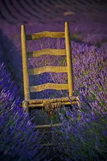 Chair: Lavender (Lavandula), Garden Plant, Aromatic, Wooden