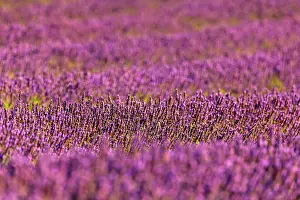 Fragrant: Lavender (Lavandula), lavender field near Banon
