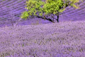 Fragrant: Lavender (Lavandula), lavender field near Banon