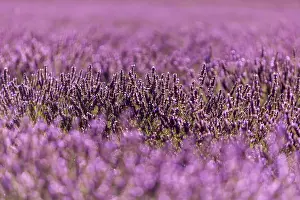 Lavender: Lavender (Lavandula), lavender field near Sault