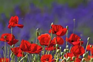 Foreground: Lavender (Lavandula) and Poppies, Sequim