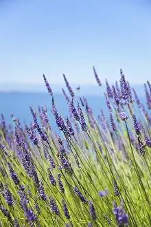 Aromatherapy: Lavender, Lavandula, Side view of mauve coloured