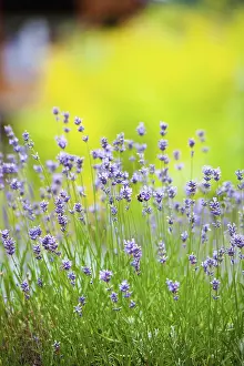 Aromatherapy: Lavender, Lavandula, Side view of mauve coloured