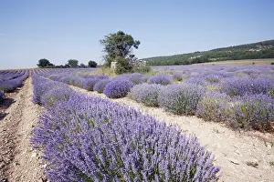 Angus: Lavender - mass being cultivated