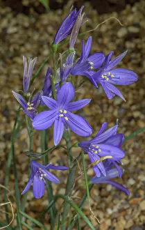 Lavender: Lavender mountain lily, Ixiolirion tataricum in