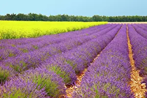 Mustard: Lavender and mustard fields near Valensole