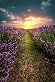 Fragrance: Lavender, purple blossom, lavender field, medicinal
