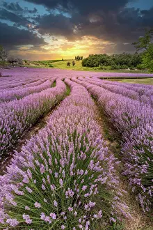 Fragrance: Lavender, purple blossom, lavender field, medicinal