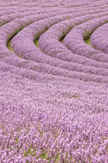 Fragrance: Lavender, purple flower, lavender field, medicinal