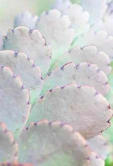 Turned: Lavender scallops, Bryophyllum fedtschenkoi, close up showin