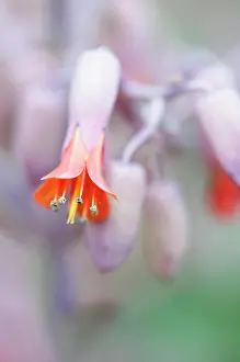 Trumpet: Lavender scallops, Bryophyllum fedtschenkoi, orange coloured