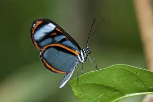 Glasswing: Lavinia glasswing