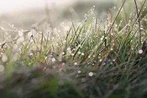 Moisture: Lawn