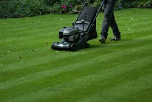 Composition: Lawn