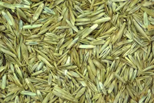 Turfgrass: Lawn Grass Seed Mix