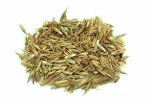Turfgrass: Lawn Grass Seed Mix
