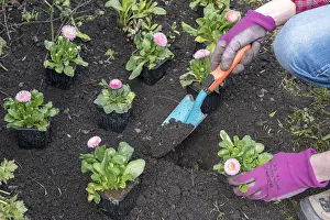 Bellis: Lawndaisy (Bellis perennis) plantation in a massif