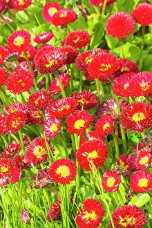 Cycle: Lawndaisy Super Pompon Red, Bellis perennis Super