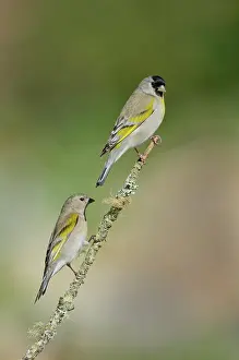 Lawrence: Lawrence Goldfinch Pair on branch