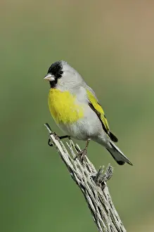 Lawrence: Lawrence's Goldfinch male