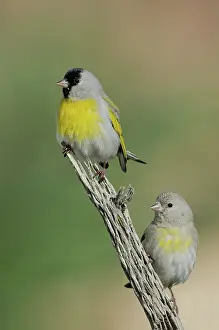 Lawrence: Lawrence's Goldfinch Pair on perch