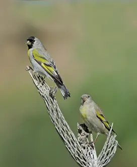 Lawrence: Lawrence's Goldfinch pair perched