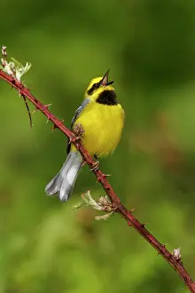 Chrysoptera: Lawrence's Warbler - Hybrid between Blue-winged