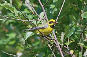 Chrysoptera: Lawrence's Warbler. Hybrid between Blue-winged