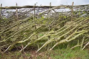 Hedges: Layered hedge - recently done - side view
