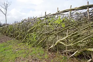 Hedges: Layered hedge - recently done - view along hedge