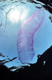 Underwate: Laying of Diamond squid (Thysanoteuthis rhombus)