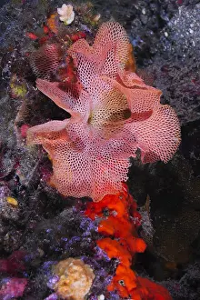 Conchifera: Laying of Nudibranch, Sea Lion Dive Site, Saint