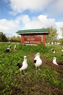 Immutabilis: Laysan Albatross