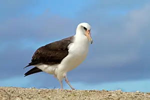 Immutabilis: Laysan Albatross