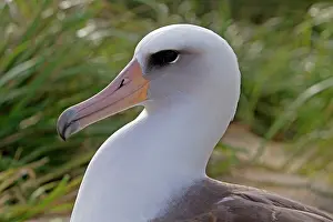 Laysan: Laysan Albatross