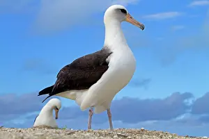 Laysan: Laysan Albatross