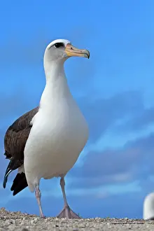 Laysan: Laysan Albatross