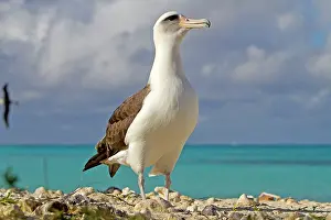 Laysan: Laysan Albatross