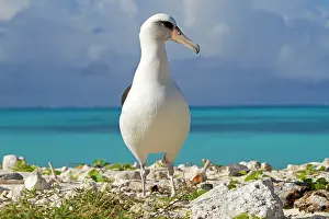 Laysan: Laysan Albatross