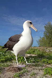 Laysan: Laysan Albatross