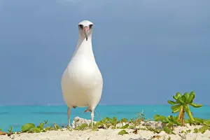 Laysan: Laysan Albatross