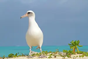 Laysan: Laysan Albatross